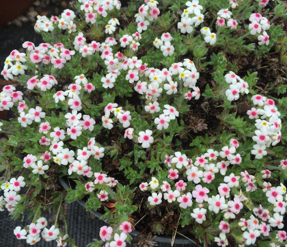 Androsace kasopoljanskii 43/20